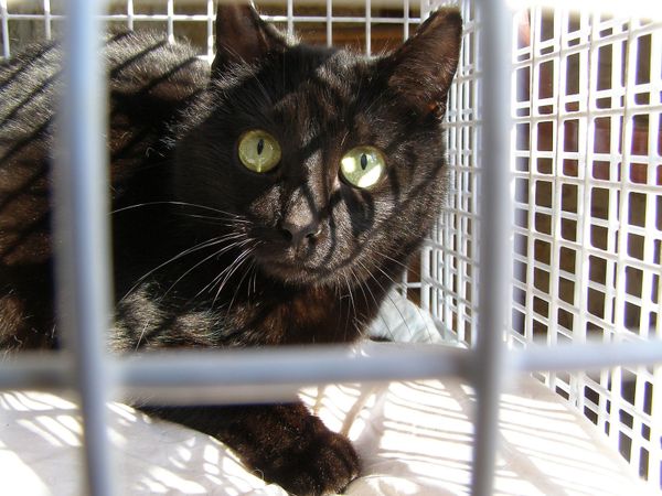 Elle est passée sans difficulté de sa cage à celle de contrainte qui s'ouvrira bientôt...