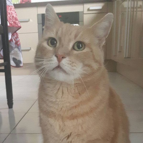 TROUVÉ A BREUILLET (Essonne)