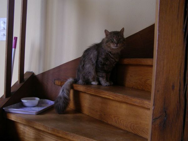 MARCUS en mode "chat de maison"