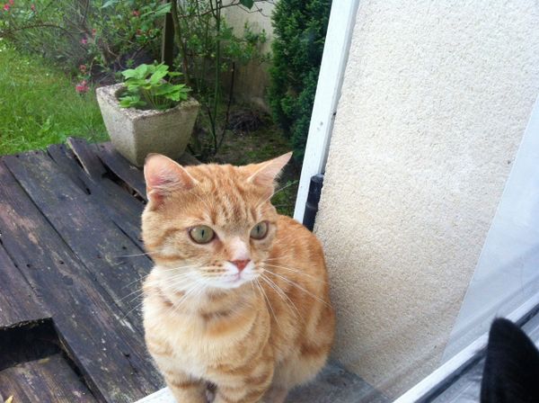 Ce gentil chat a-t-il une famille qui le cherche ?