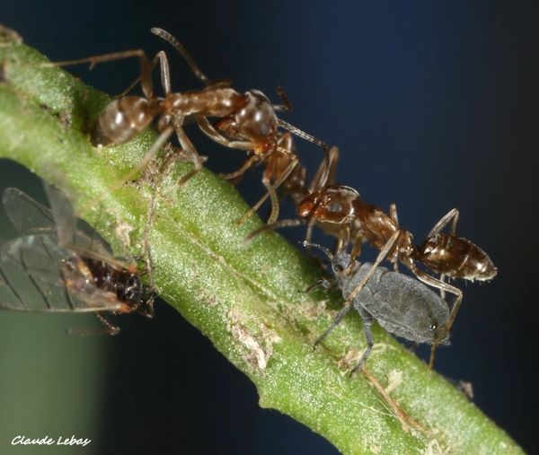 Linepithema humile