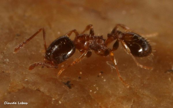 Temnothorax gredosi