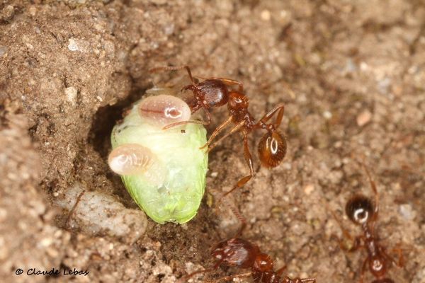 Aphaenogaster subterranea
