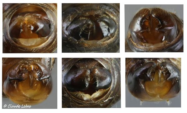 génitalias des mâles Tetramorium