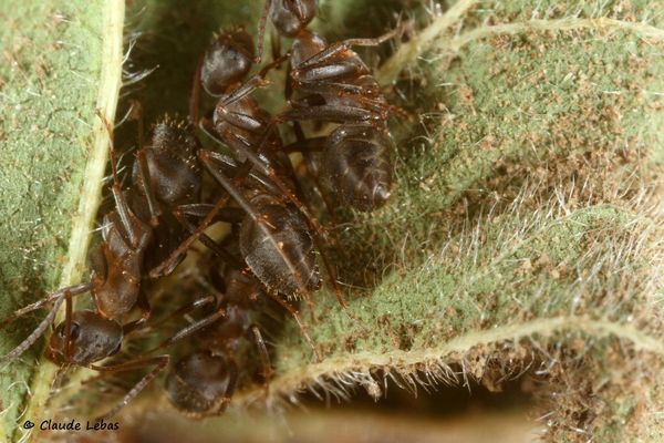 Formica gerardi