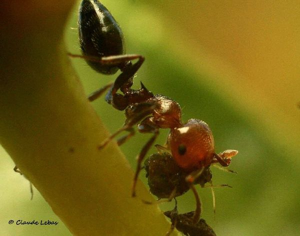 Crematogaster scutellaris