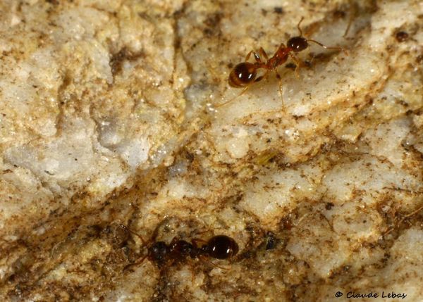 Une reine Myrmoxenus kraussei avec une ouvrière Temnothorax recedens.