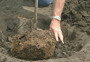 Tips for Tree Planting