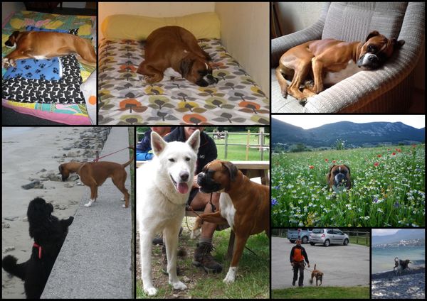 Deux ans... Pas tous les jours faciles, la vie de chien...