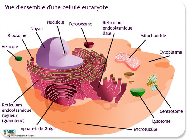 Quelques notions d'anatomie !
