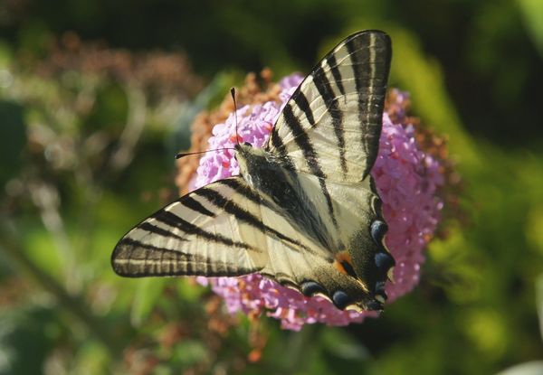 Chenille ou Papillon ?
