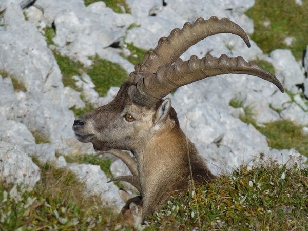 Pétition : stop au massacre des bouquetins du Bargy (synthèse)