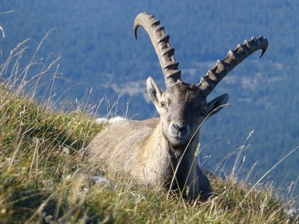 Bouquetins du Bargy, laissez-les vivre ! (Dossier soutenu par des associations)