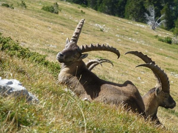 Le massacre des bouquetins du Bargy est une injure à la démocratie