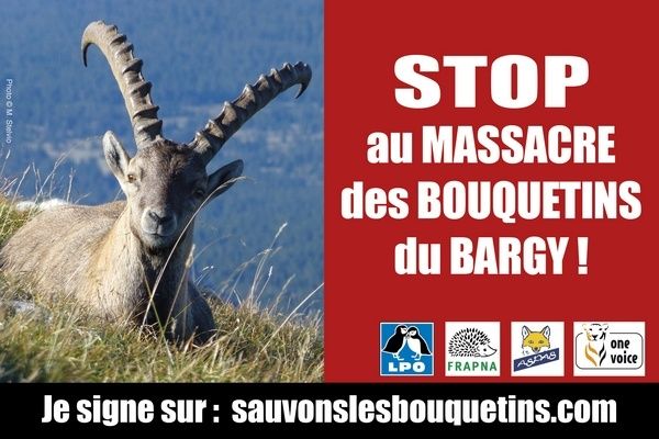 Tous à Annecy le 14 avril (16H30) pour dire stop aux abattages des bouquetins sains