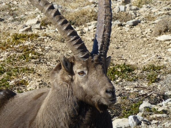 Massacre des bouquetins du Bargy : lettre au Préfet de Haute-Savoie