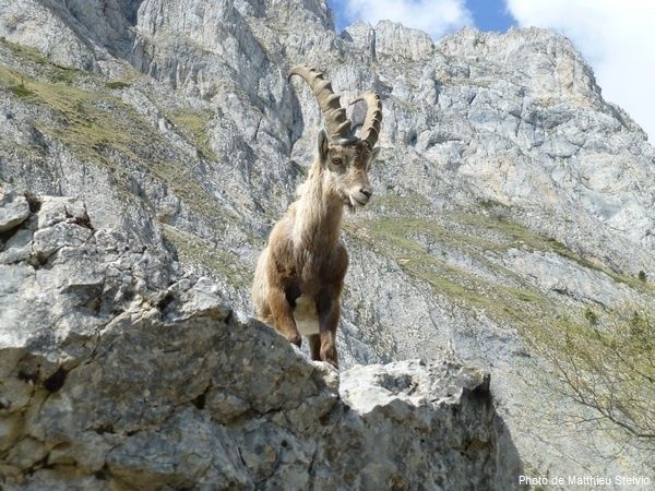 Comment l’Etat s’attaque à la liberté d’expression pour mieux massacrer les bouquetins