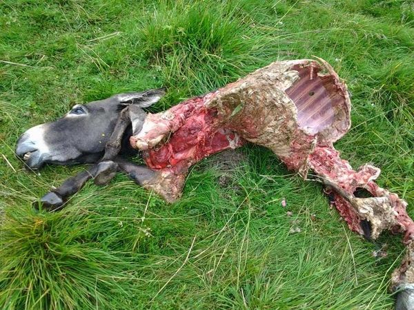 Loup : les écolos sont-ils aussi unanimes que les moutons ? (A propos de la place de l'homme dans la Nature)