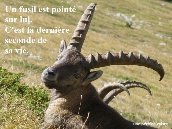 Pétition : stop au massacre des bouquetins