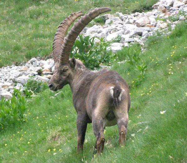 BOUQUETINS-MERCANTOUR-BER-DRANREB04