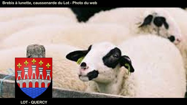 La BREBIS à LUNETTE DU LOT ou CAUSSENARDE