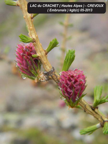 fleur de meleze - lac crachet