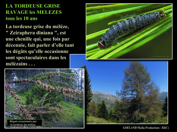 DEFOLIATION des MELEZES - un cycle décénal en cours
