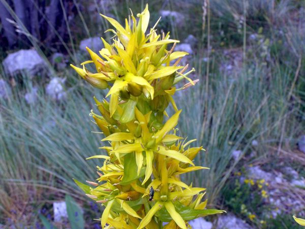 LA GENTIANE JAUNE - ( Gentiana Lutea L. )