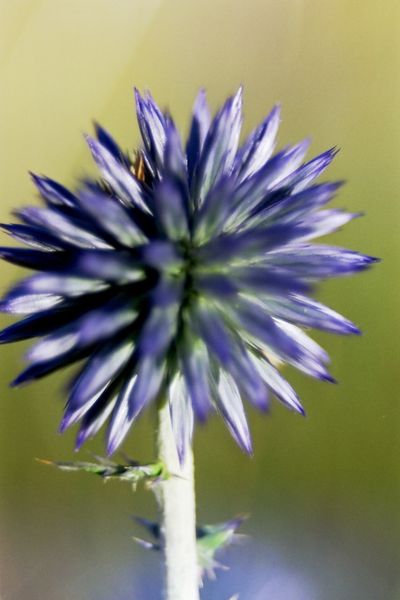chardon bleu-blog de bernard