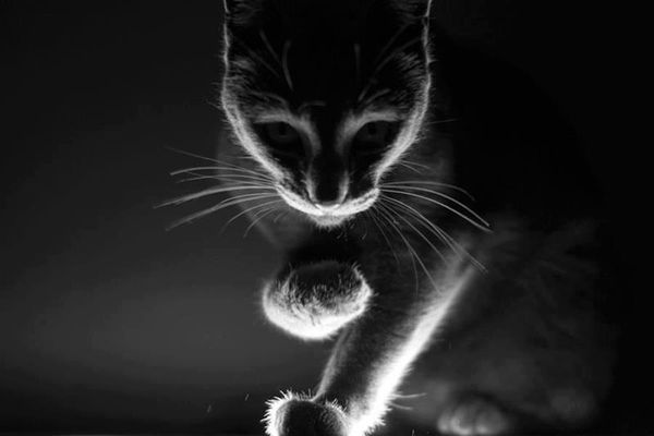 Dans les Yeux du Chat...