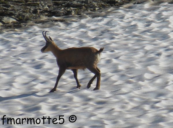 Adaptation à l'altitude : chamois et bouquetins. Montagne de l'Avalanche.