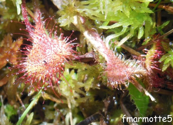 Drosera à feuilles rondes, Tourbière des Planchettes.