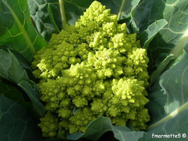 "Pour cueillir un seul légume."