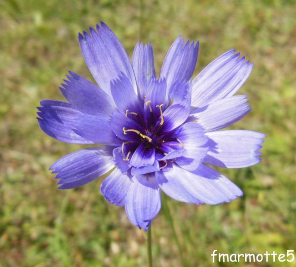 Catananche, Cupidone bleue.
