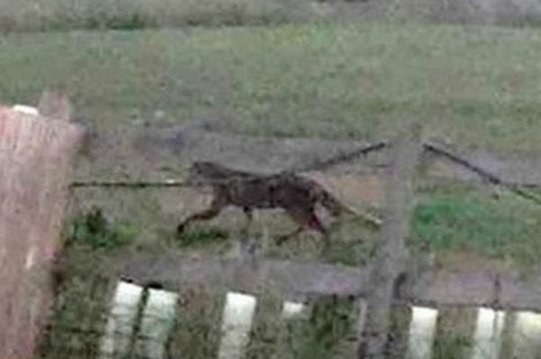 Gros chat à Plymouth dans le Devon en Grande Bretagne
