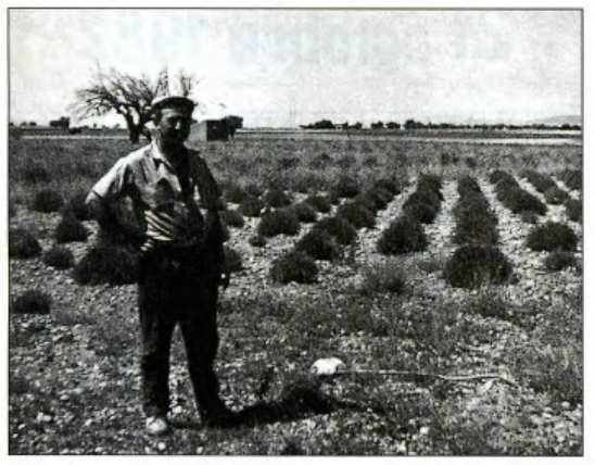 Ici le témoin Maurice Masse dans son champs de lavande à Valensole