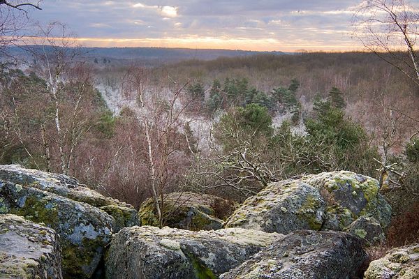 Photo : une vue de la Forêt de Fontainebleau