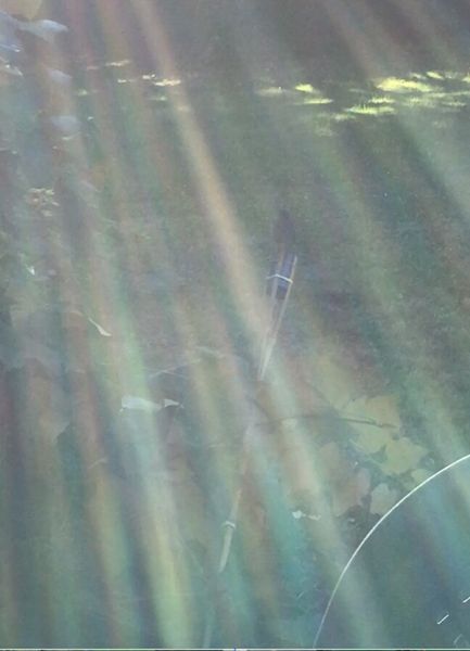 Photo 1 : l'oiseau et l'ovni à Portland, Oregon, USA, en septembre 2016...