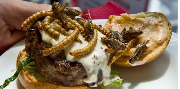 Un hamburger de vers et sauterelles présenté en juin 2014 dans un restaurant de Washington. (Karen BLEIER/AFP PHOTO)