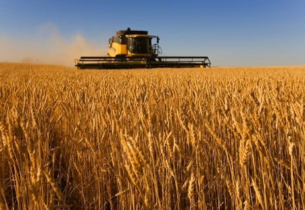 Avec 40 millions de tonnes la France est le premier producteur de blé de l'UE