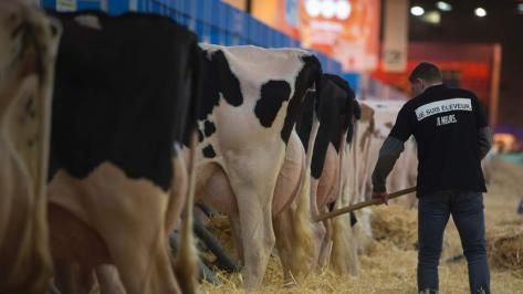 le marché de la viande bovine restera difficile en 2016 et 2017. Photo : Joël Saget/AFP