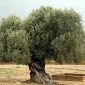 Turquie : et si on protégeait les arbres ?