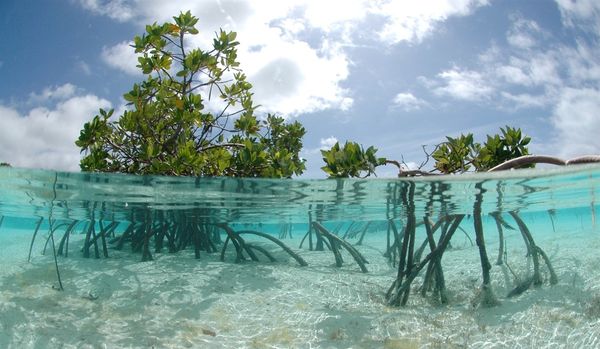 La méditation de la mangrove