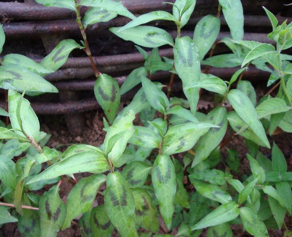 Polygonum odoratum.
