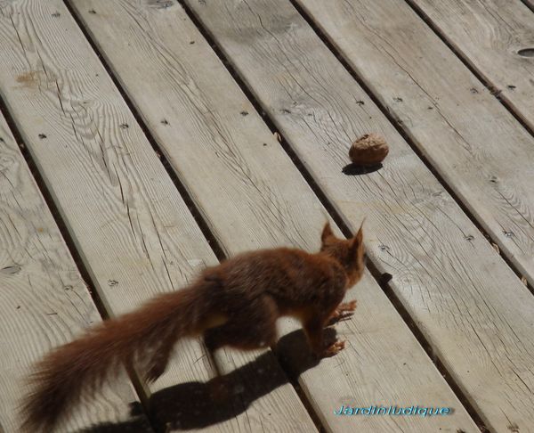 SCRAT, le petit écureuil.