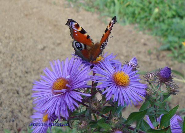 ASTERS et PAPILLONS.