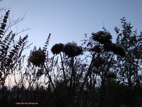 1er décembre au jardin.
