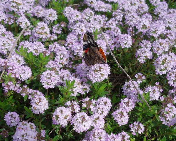Belle dame sur serpolet