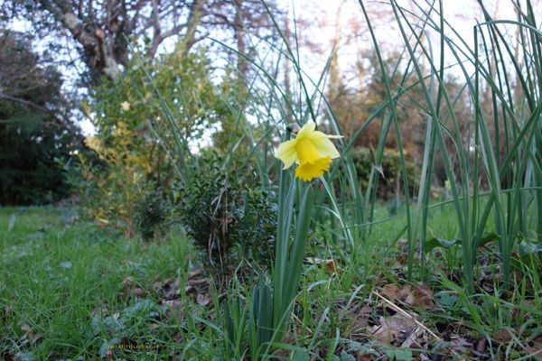 Jonquilles de Noel.