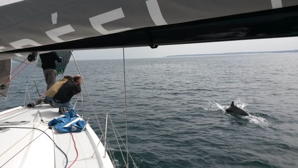 Dauphins dans la baie de Saint-Brieuc